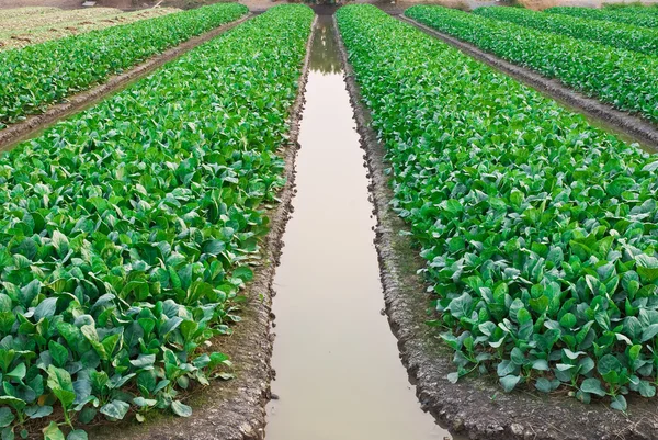 Chinese kale vegetable — Stock Photo, Image