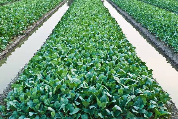 Chinese kale vegetable — Stock Photo, Image