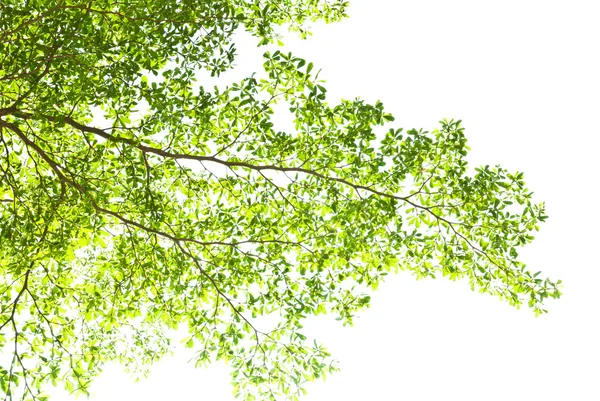 Green leave on white background — Stock Photo, Image