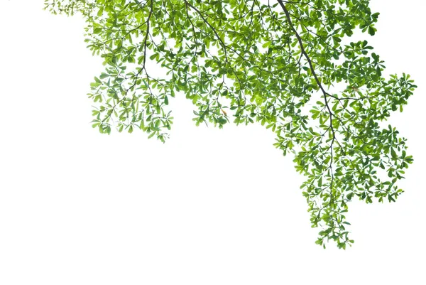 Imágenes: descargar arboles png | Vista superior del árbol de abedul