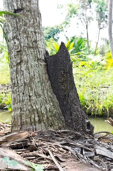 Termite mounds side coconut tree — Stock Photo, Image