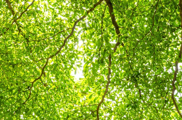 Green leave — Stock Photo, Image