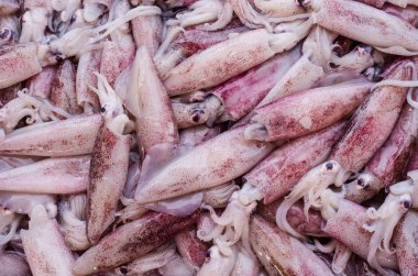 Fresh squid