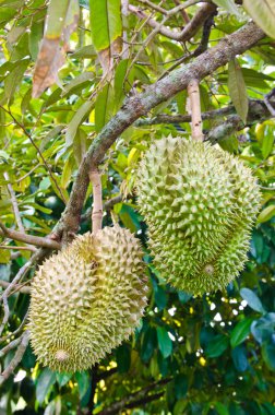 ağaç üzerinde taze durians