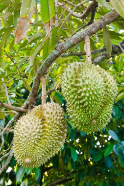 ağaç üzerinde taze durians