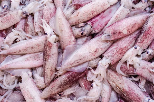 Fresh squid on the market — Stock Photo, Image