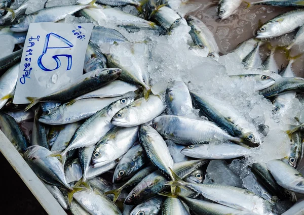 Mackerel fish — Stock Photo, Image