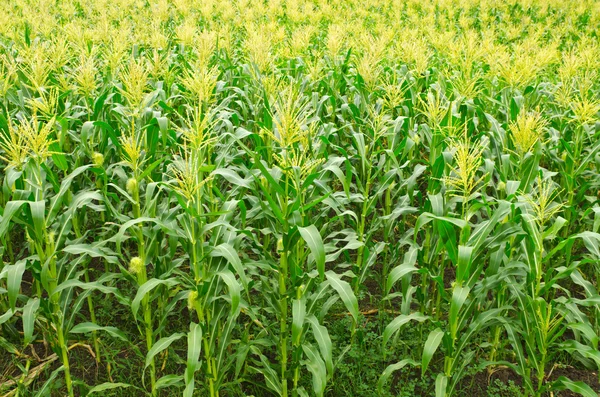 Campos de milho — Fotografia de Stock