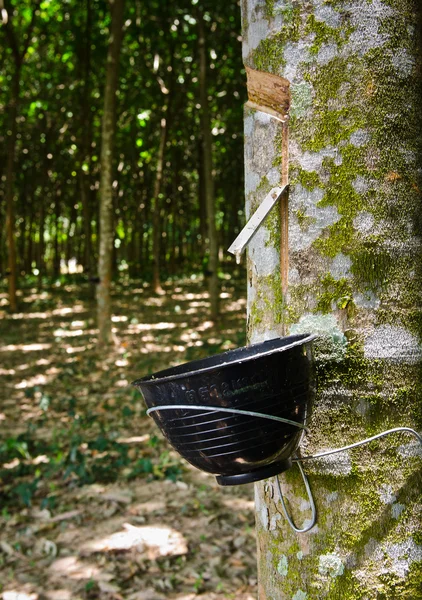 Tapping latex from a rubber tree — Stock Photo, Image