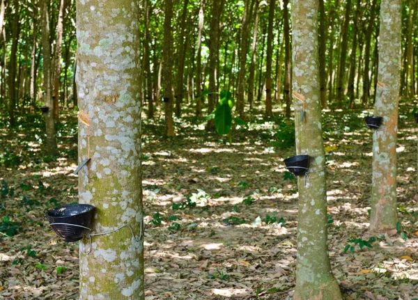 Tapping latex from a rubber tree — Stock Photo, Image