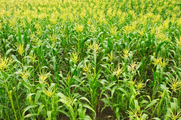 Campos de milho — Fotografia de Stock