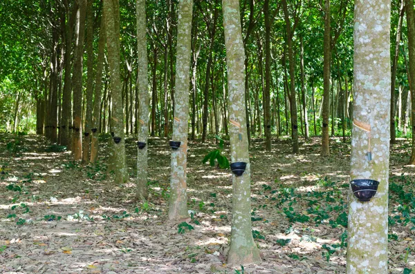 Knacka latex från ett gummiträd — Stockfoto