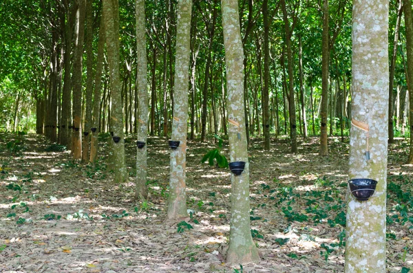 Tapping latex from a rubber tree — Stock Photo, Image