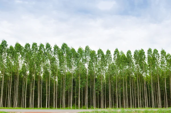 Eucalyptus forest in Thailand — Stock Photo, Image