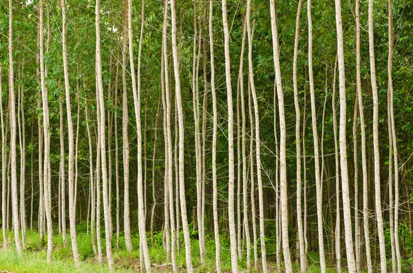 Eucalyptus skov i Thailand - Stock-foto
