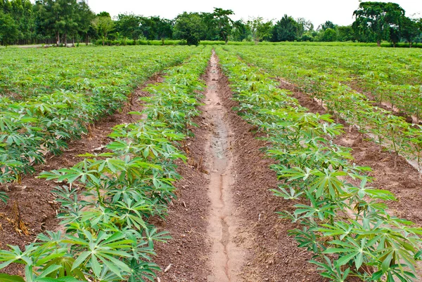 Cassava or manioc plant field — Stock Photo, Image