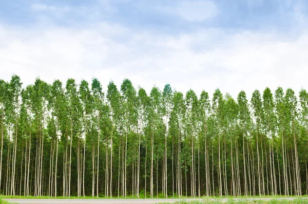 Eucalyptusskogen i thailand — Stockfoto