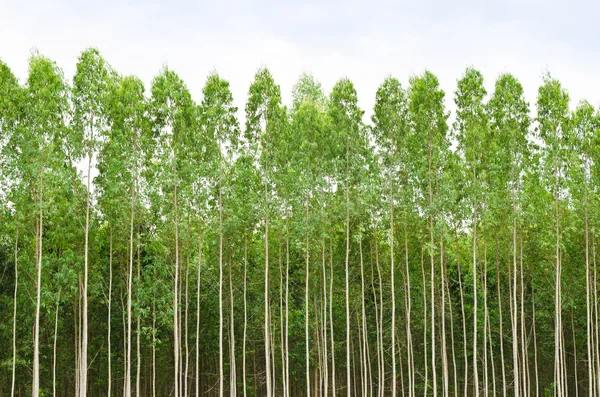 Bosque de eucalipto en Tailandia — Foto de Stock