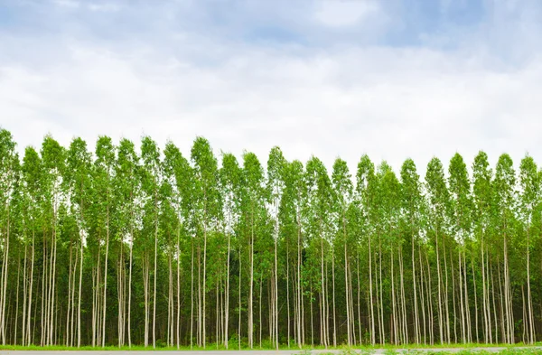 Eucalyptus forest — Stock Photo, Image