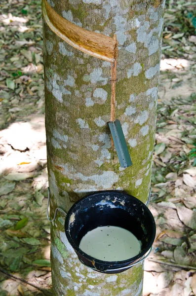 Tocar látex de un árbol de goma — Foto de Stock