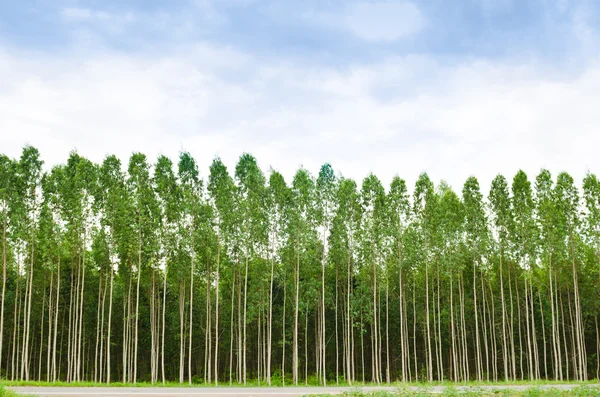 Eukalyptuswald in Thailand lizenzfreie Stockbilder