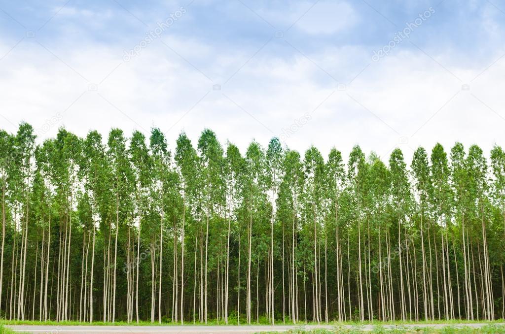 Eucalyptus forest in Thailand