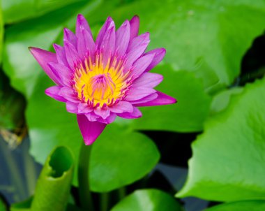 Lotus çiçek çiçek