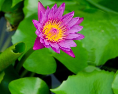 Lotus çiçek çiçek