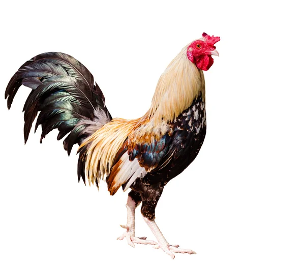 Kuře na bílém pozadí — Stock fotografie