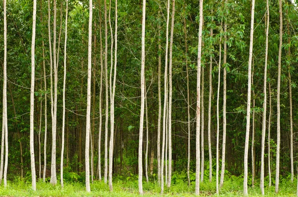 Eucalyptus forest in Thailand — Stock Photo, Image