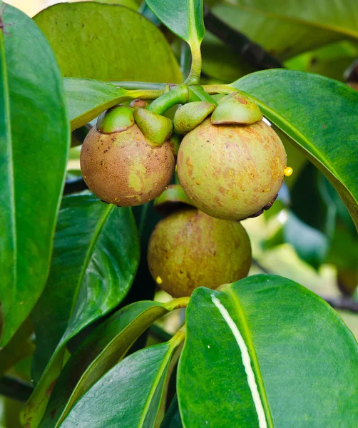Mangosteen on tree — Stock Photo © wuttichok #35308355