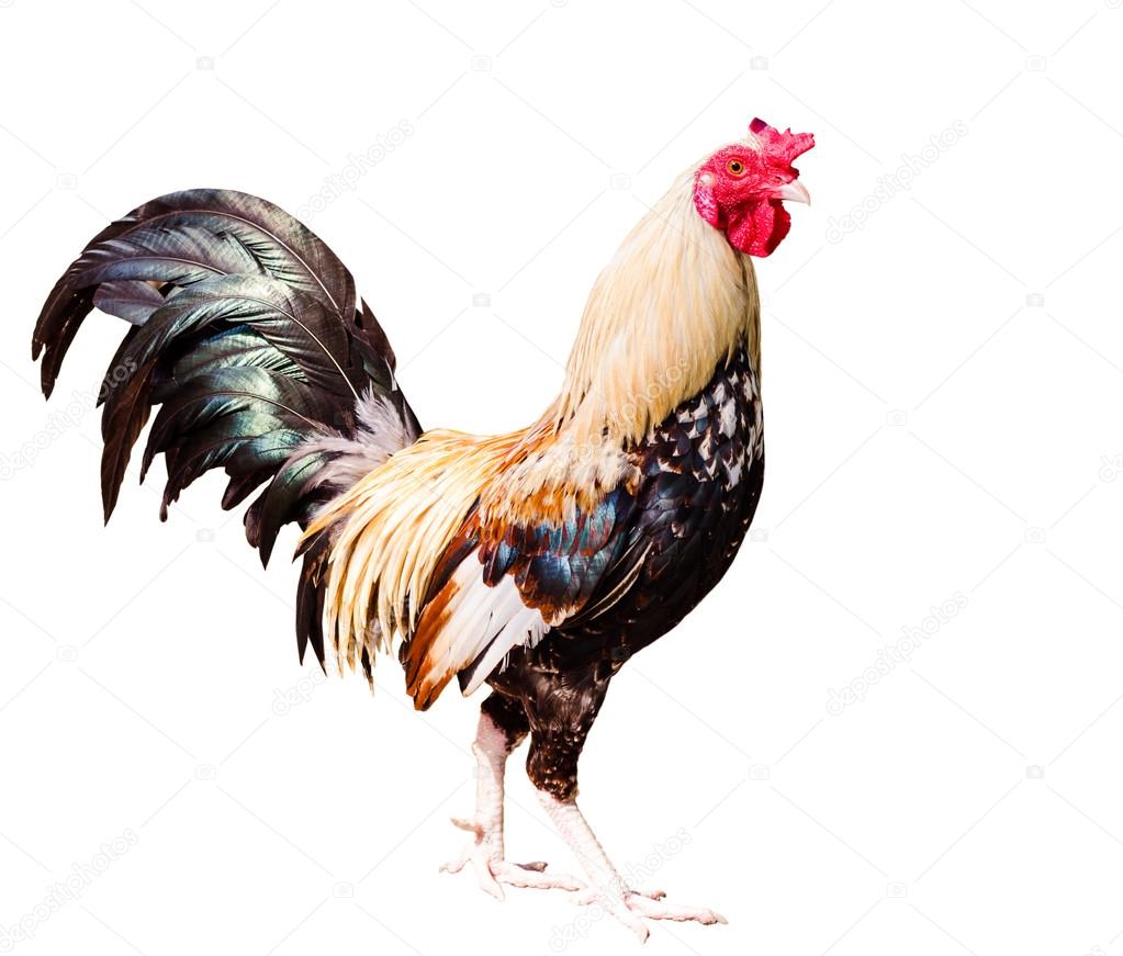Chicken on white background