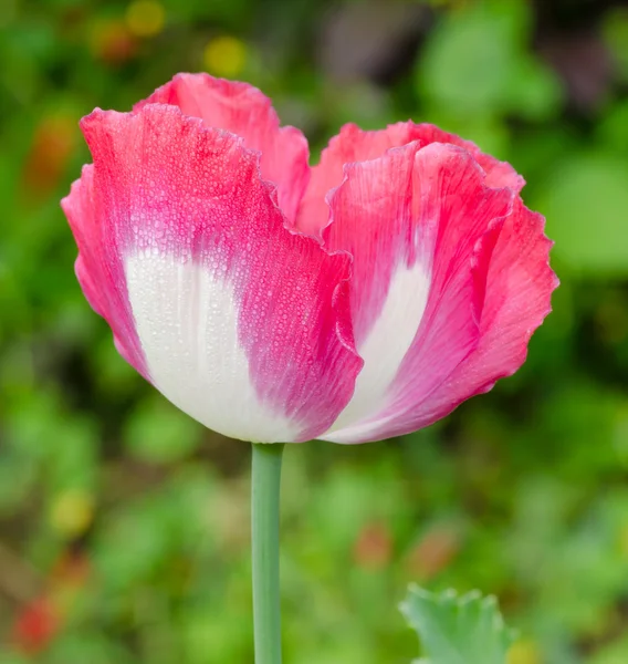 Poppy pole — Stock fotografie