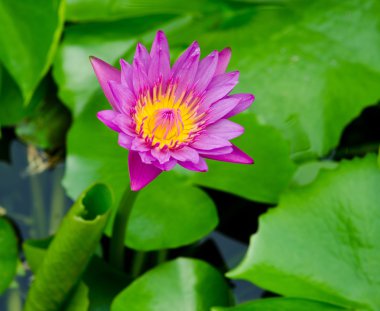 Lotus çiçek çiçek