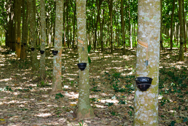 Отбивание латекса от резинового дерева
