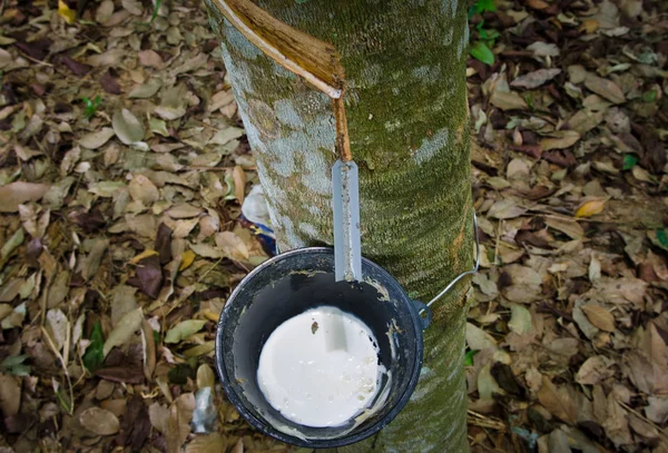 Tapping latex from a rubber tree — Stock Photo, Image