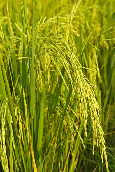 Planta de arroz — Foto de Stock