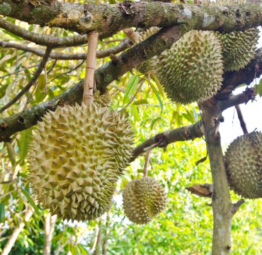 ağaç üzerinde taze durians