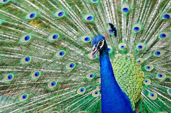 Peacock höja sina fjädrar — Stockfoto