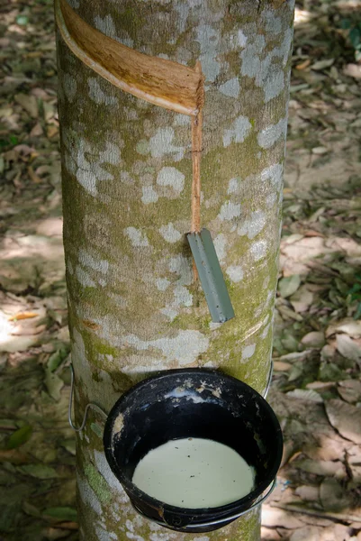 Tapping latex from a rubber tree — Stock Photo, Image