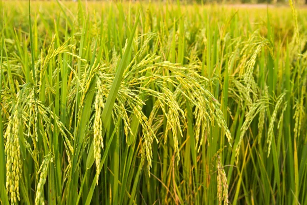 Rostlina rýže — Stock fotografie