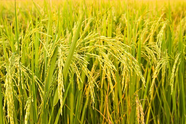 Rijst plant — Stockfoto