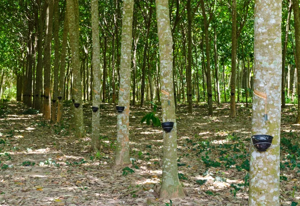 Tapping latex from a rubber tree — Stock Photo, Image