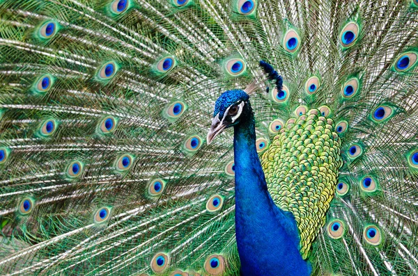 Peacock höja sina fjädrar — Stockfoto