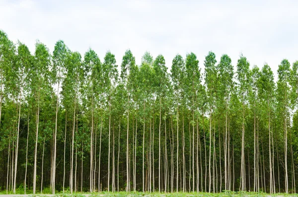Bosque de eucalipto en Tailandia — Foto de Stock