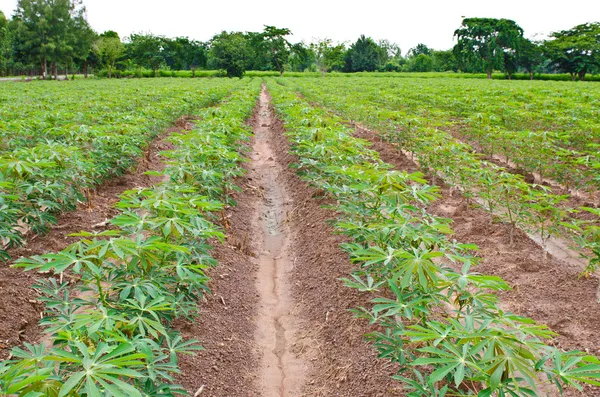 Cassava or manioc plant field — Stock Photo, Image