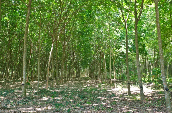 Tocar látex de un árbol de goma — Foto de Stock