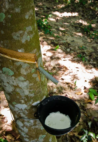 Tapping latex from a rubber tree — Stock Photo, Image