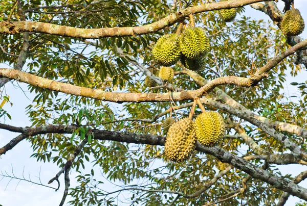 Fresh durians on the tree — Stock Photo, Image