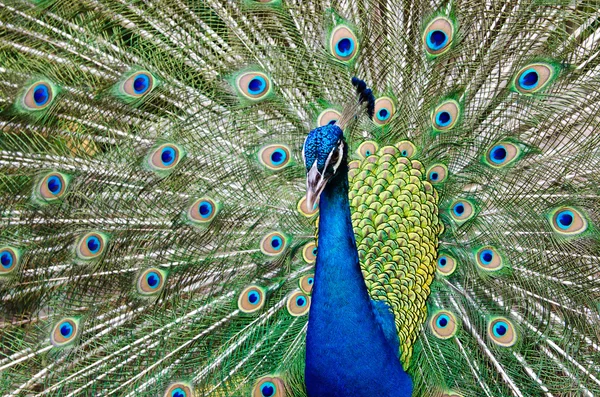 Peacock höja sina fjädrar — Stockfoto